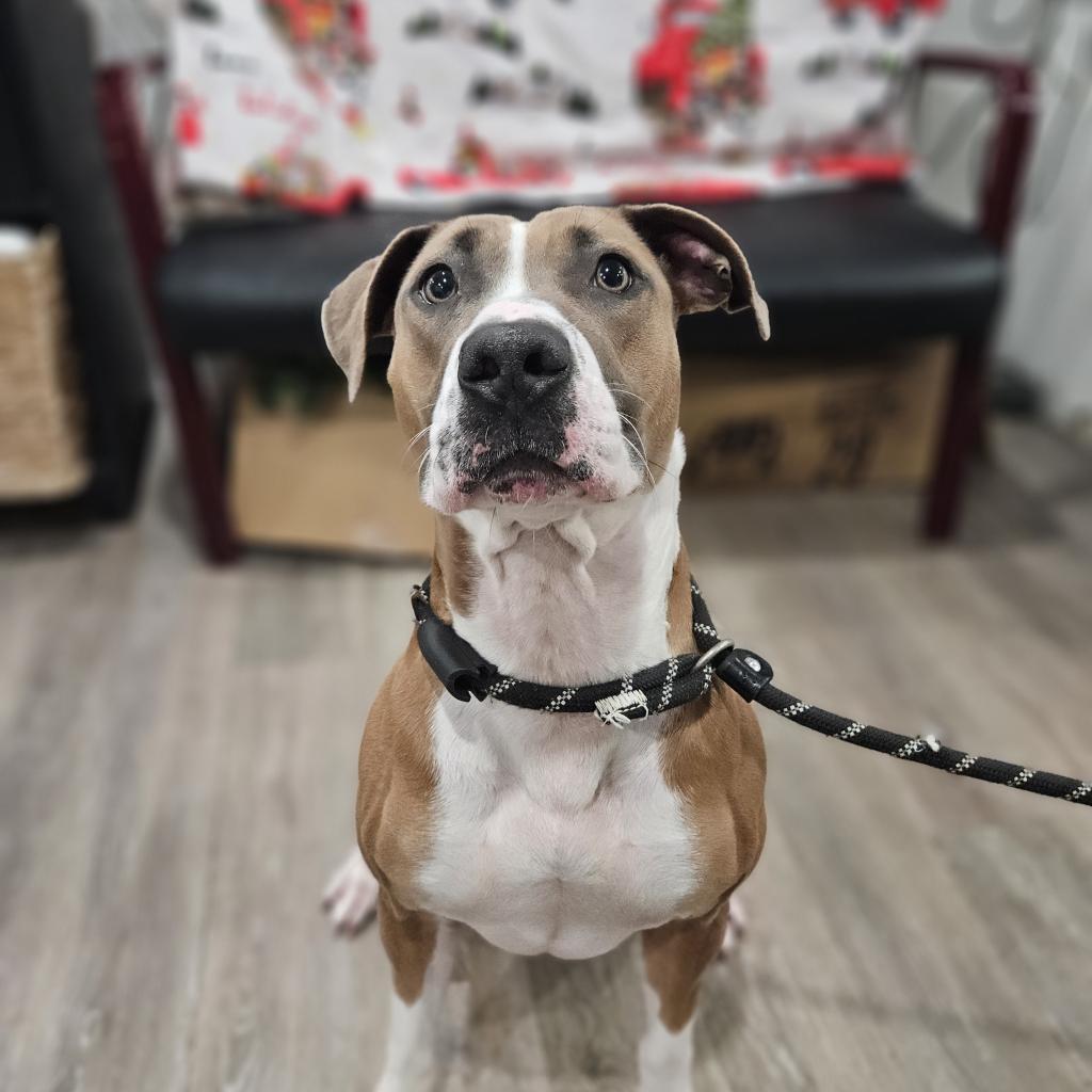 L-41-24 Bella, an adoptable Pit Bull Terrier in Watertown, NY, 13601 | Photo Image 2