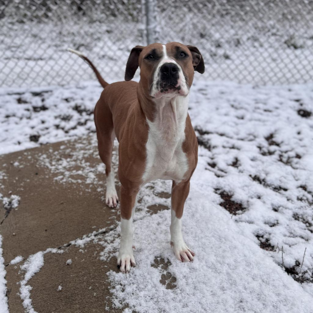 L-41-24 Bella, an adoptable Pit Bull Terrier in Watertown, NY, 13601 | Photo Image 3
