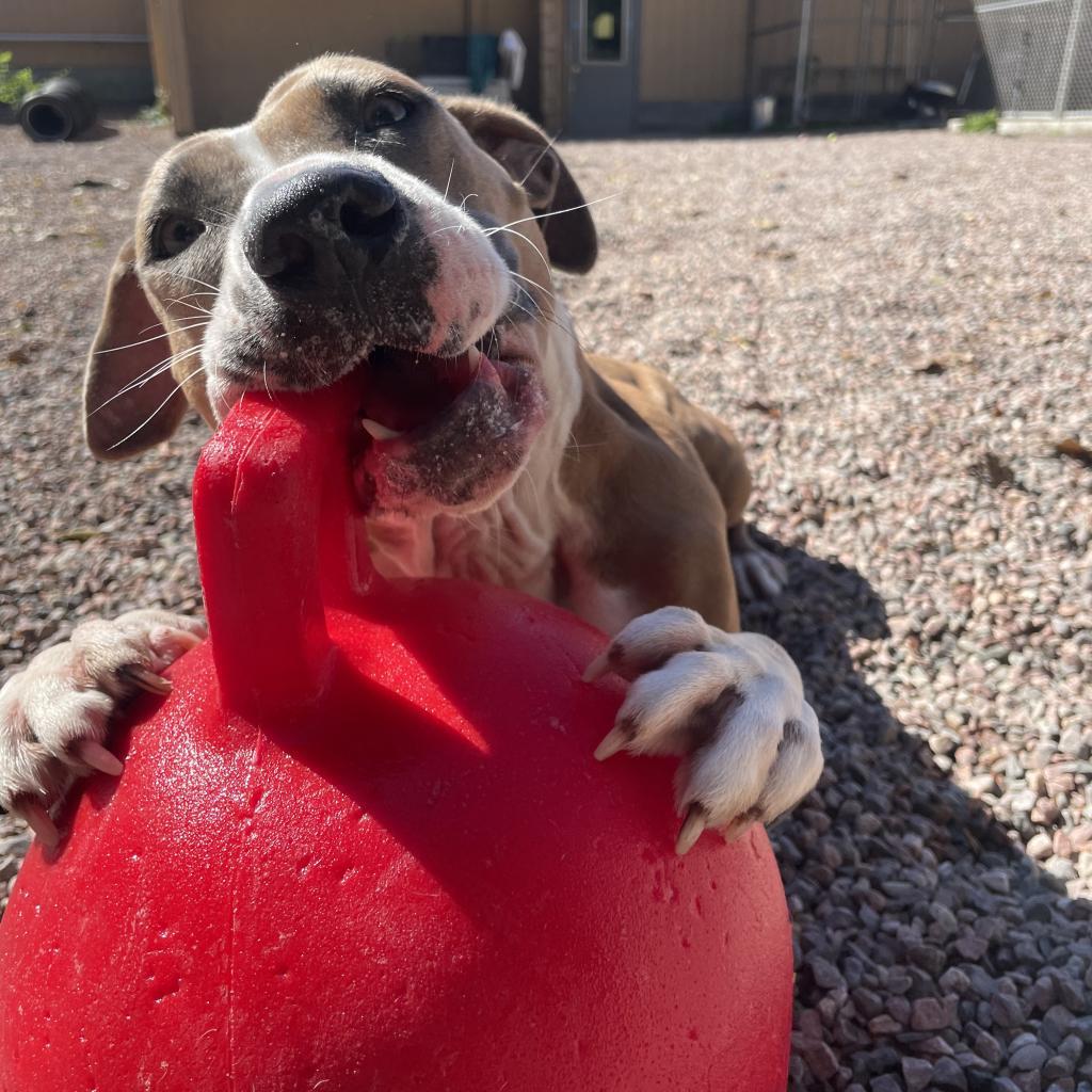 L-41-24 Bella, an adoptable Pit Bull Terrier in Watertown, NY, 13601 | Photo Image 4