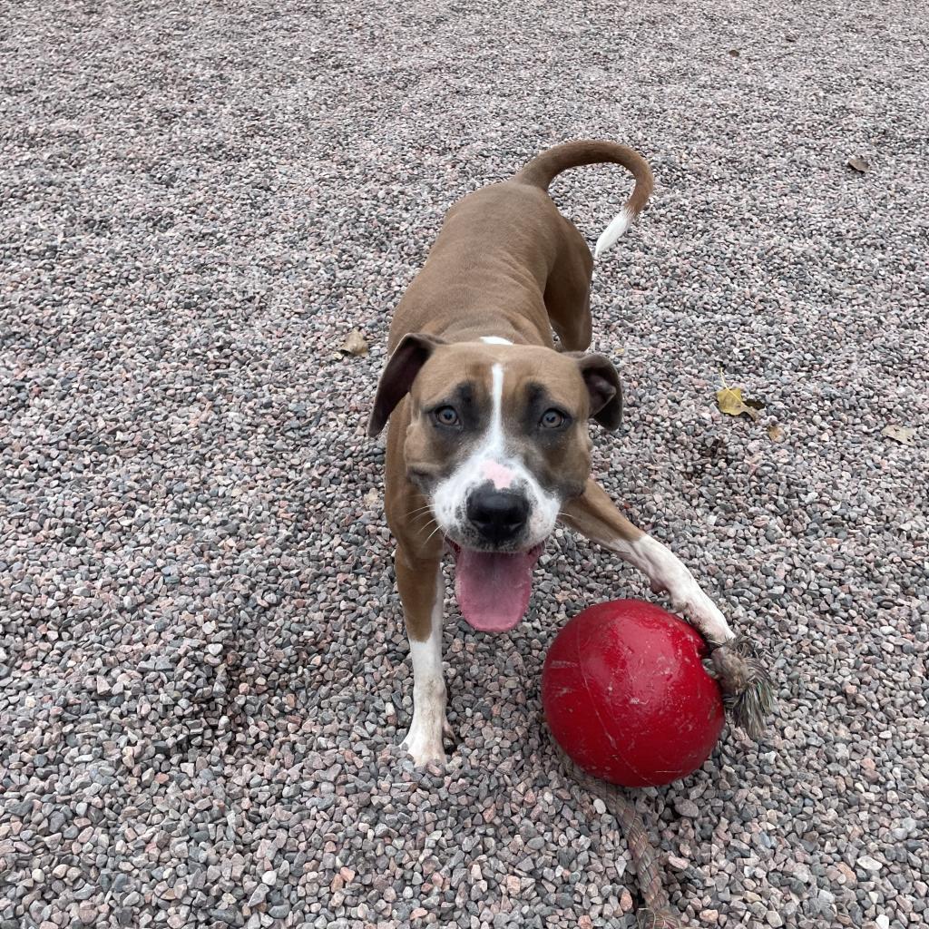 L-41-24 Bella, an adoptable Pit Bull Terrier in Watertown, NY, 13601 | Photo Image 5