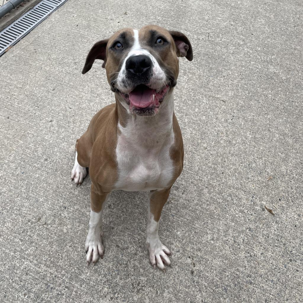 L-41-24 Bella, an adoptable Pit Bull Terrier in Watertown, NY, 13601 | Photo Image 6