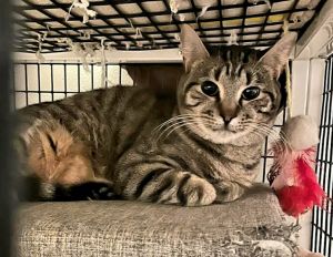 Peets, Young Female Domestic Short Hair