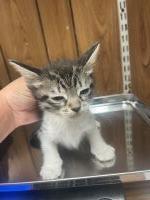 Kitten 25851 (Bryan)