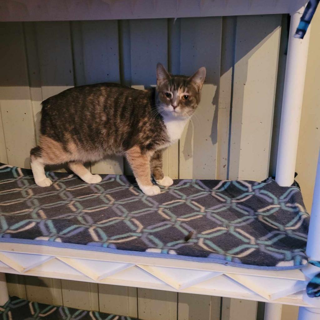 Ember, an adoptable Manx, Domestic Short Hair in Liberty, IN, 47353 | Photo Image 1