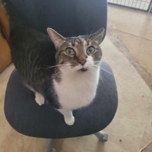 Pretty Boy, Adult Male Domestic Short Hair