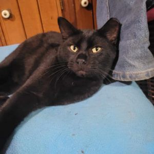 Sable, Adult Male Domestic Short Hair