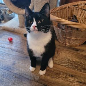 Acer, Adult Female Domestic Short Hair