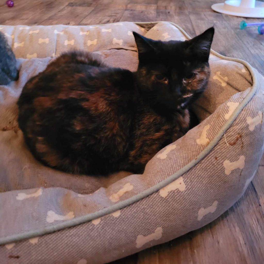 Smore