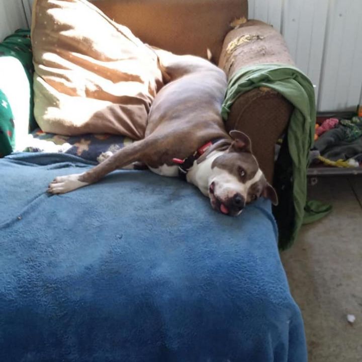 Harley 3