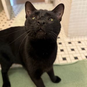 Panang Curry Domestic Short Hair Cat