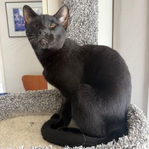 Tofu Satay Domestic Short Hair Cat