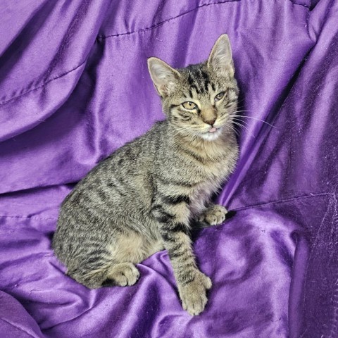 Chevron, an adoptable Domestic Short Hair in Garden City, KS, 67846 | Photo Image 1