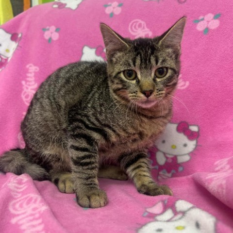 Mojave, an adoptable Domestic Short Hair in Garden City, KS, 67846 | Photo Image 1