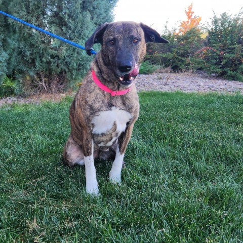 Mable, an adoptable Mixed Breed in Great Falls, MT, 59404 | Photo Image 1