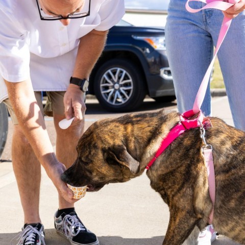 Mable, an adoptable Mixed Breed in Great Falls, MT, 59404 | Photo Image 2