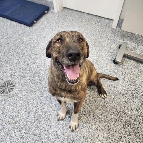 Mable, an adoptable Mixed Breed in Great Falls, MT, 59404 | Photo Image 3