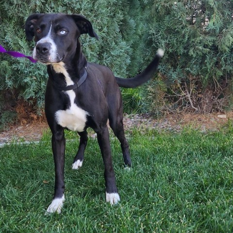 Tux, an adoptable Mixed Breed in Great Falls, MT, 59404 | Photo Image 1