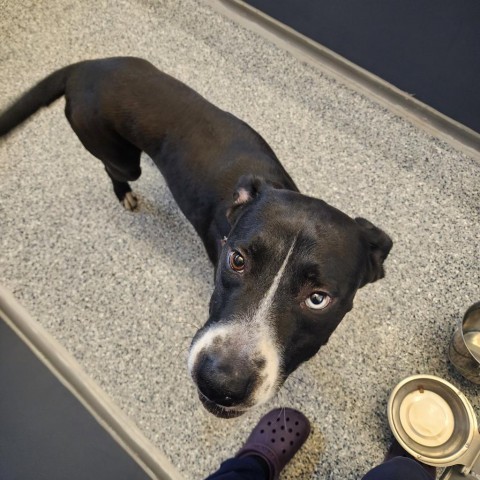 Tux, an adoptable Mixed Breed in Great Falls, MT, 59404 | Photo Image 2