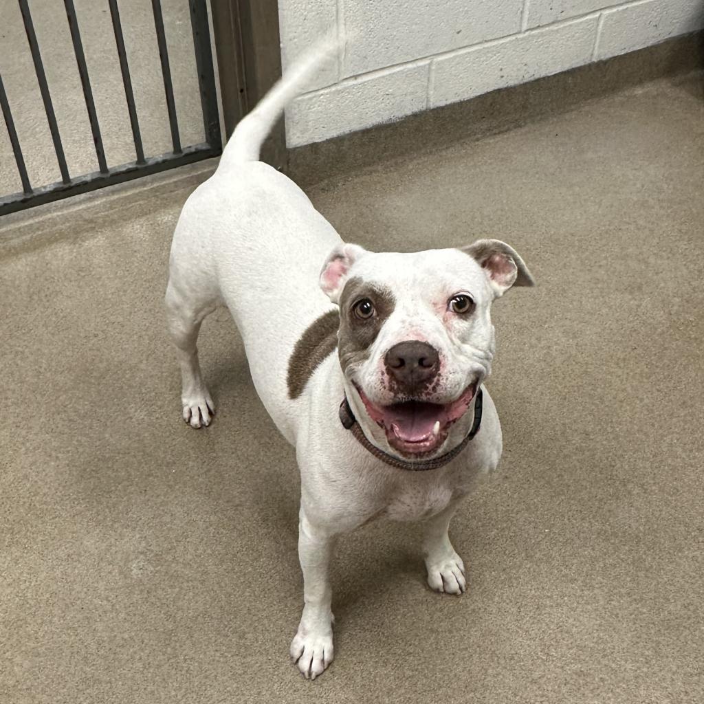 Missy, an adoptable Terrier in Corpus Christi, TX, 78415 | Photo Image 1