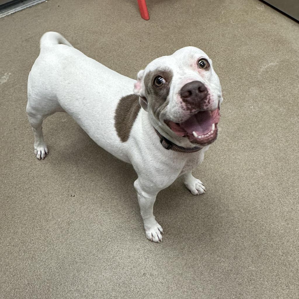 Missy, an adoptable Terrier in Corpus Christi, TX, 78415 | Photo Image 2