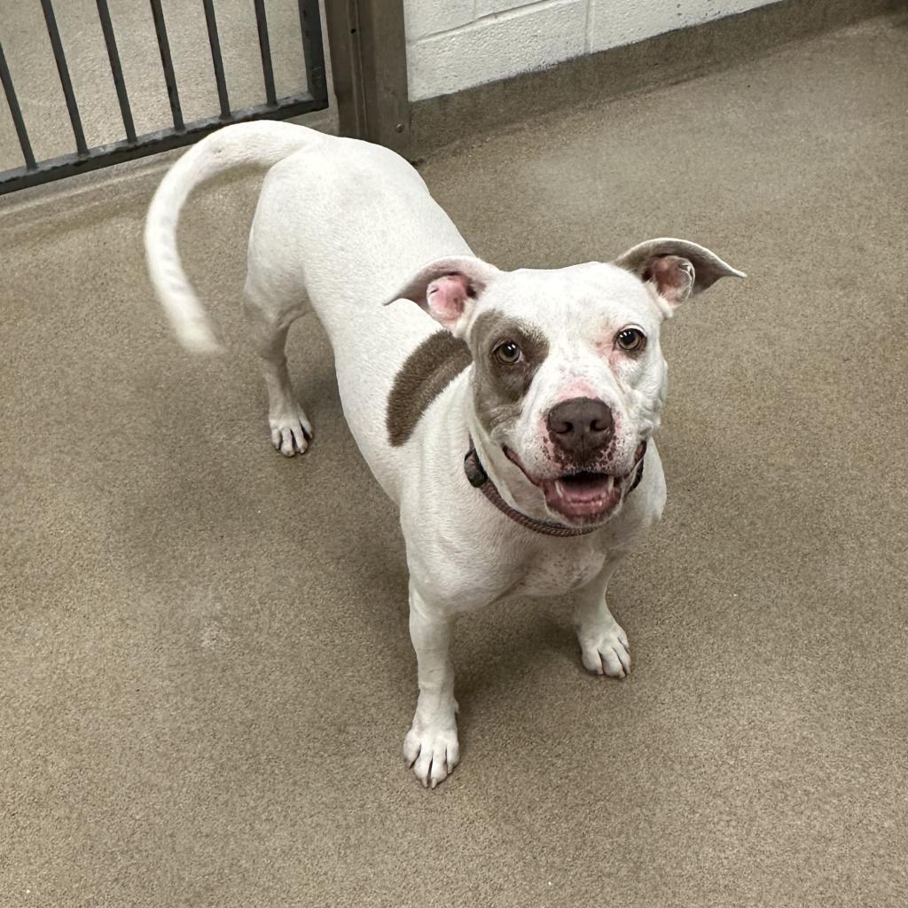 Missy, an adoptable Terrier in Corpus Christi, TX, 78415 | Photo Image 3