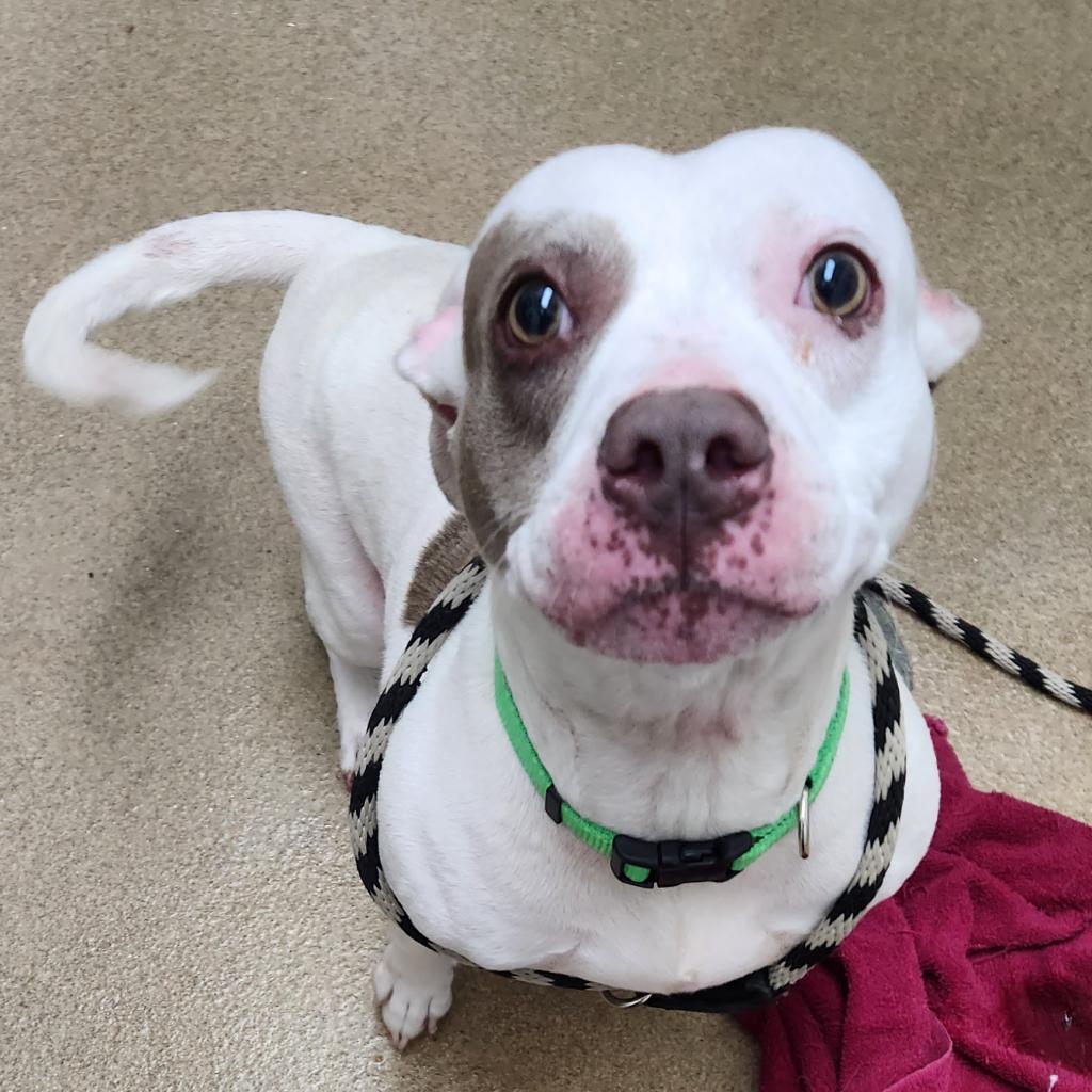 Missy, an adoptable Terrier in Corpus Christi, TX, 78415 | Photo Image 4