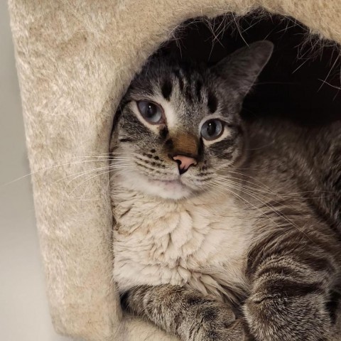 Kermit, an adoptable Siamese, Ragdoll in Grantsville, UT, 84029 | Photo Image 1