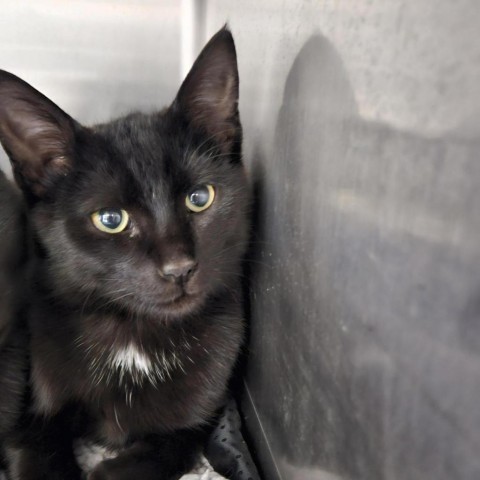 Jasper, an adoptable Domestic Short Hair in Mount Shasta, CA, 96067 | Photo Image 1