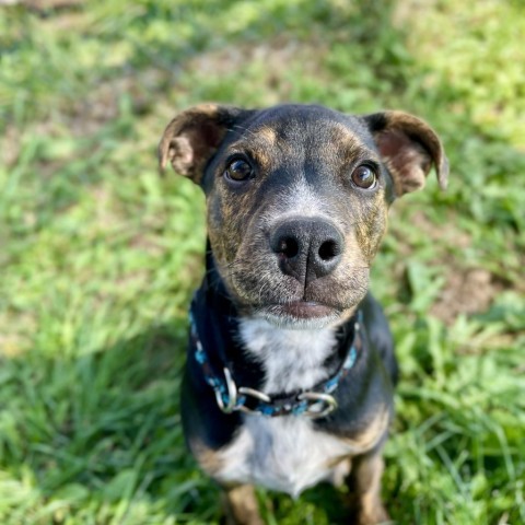 Penny, an adoptable Mixed Breed in Glenwood Springs, CO, 81601 | Photo Image 1