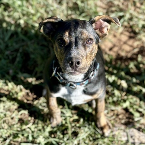 Penny, an adoptable Mixed Breed in Glenwood Springs, CO, 81601 | Photo Image 2