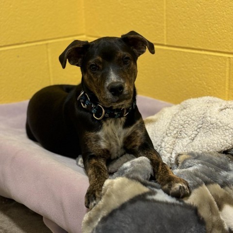 Penny, an adoptable Mixed Breed in Glenwood Springs, CO, 81601 | Photo Image 3