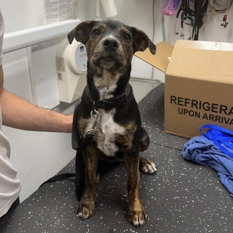 Penny, an adoptable Mixed Breed in Glenwood Springs, CO, 81601 | Photo Image 4