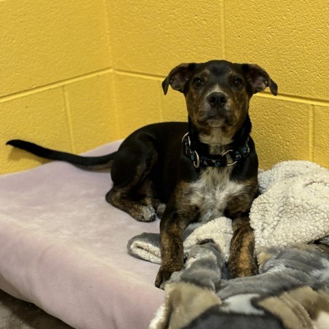 Penny, an adoptable Mixed Breed in Glenwood Springs, CO, 81601 | Photo Image 6