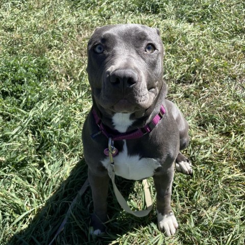 Moki, an adoptable Pit Bull Terrier in Glenwood Springs, CO, 81601 | Photo Image 1