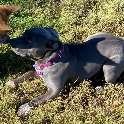 Moki, an adoptable Pit Bull Terrier in Glenwood Springs, CO, 81601 | Photo Image 2