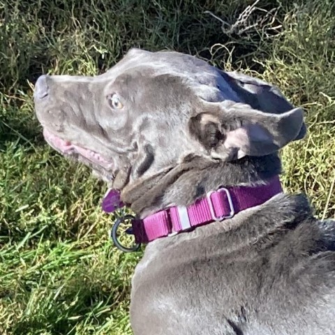 Moki, an adoptable Pit Bull Terrier in Glenwood Springs, CO, 81601 | Photo Image 3