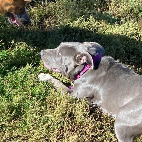 Moki, an adoptable Pit Bull Terrier in Glenwood Springs, CO, 81601 | Photo Image 4