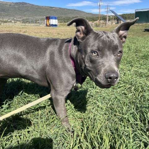 Moki, an adoptable Pit Bull Terrier in Glenwood Springs, CO, 81601 | Photo Image 5