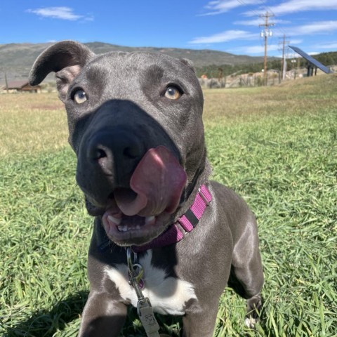 Moki, an adoptable Pit Bull Terrier in Glenwood Springs, CO, 81601 | Photo Image 6