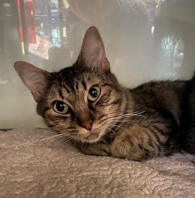 Cat for adoption Tigress, a Domestic Medium Hair Mix in Little Elm