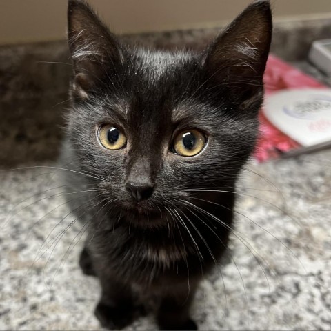 Chuck Bass, an adoptable Domestic Short Hair in Wadena, MN, 56482 | Photo Image 1