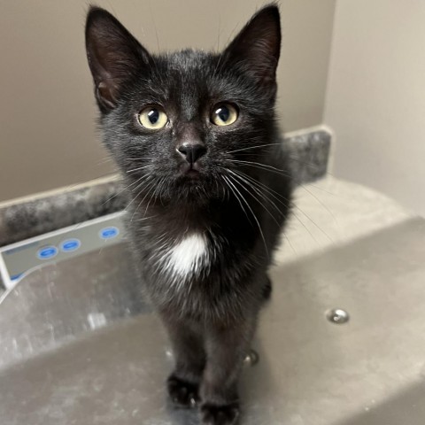 Dan, an adoptable Domestic Short Hair in Wadena, MN, 56482 | Photo Image 1