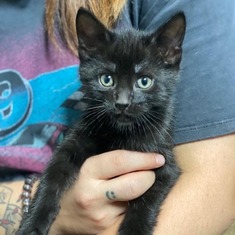 Dan, an adoptable Domestic Short Hair in Wadena, MN, 56482 | Photo Image 2