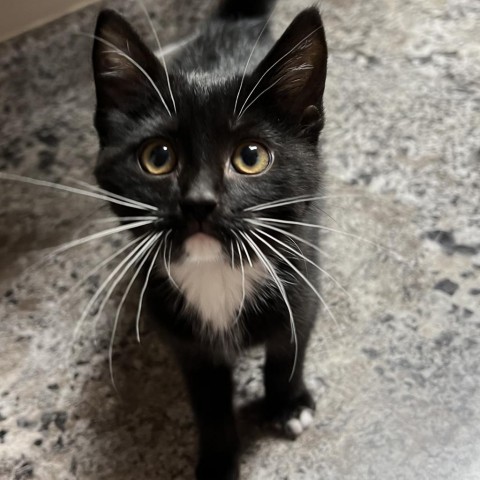 Blair, an adoptable Domestic Short Hair in Wadena, MN, 56482 | Photo Image 1