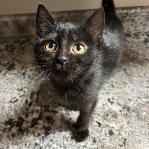 Jenny, an adoptable Domestic Short Hair in Wadena, MN, 56482 | Photo Image 1