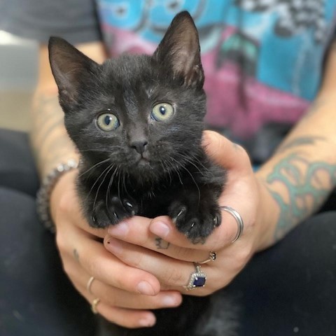 Jenny, an adoptable Domestic Short Hair in Wadena, MN, 56482 | Photo Image 2