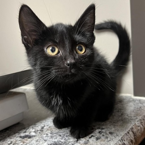 Nate, an adoptable Domestic Short Hair in Wadena, MN, 56482 | Photo Image 1