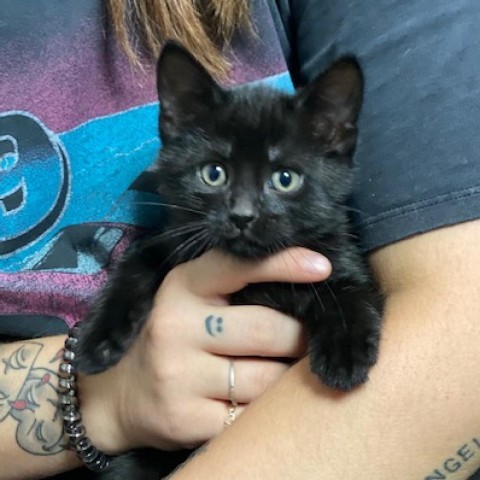 Nate, an adoptable Domestic Short Hair in Wadena, MN, 56482 | Photo Image 2