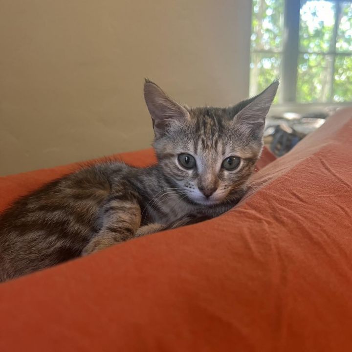Lucy 3
