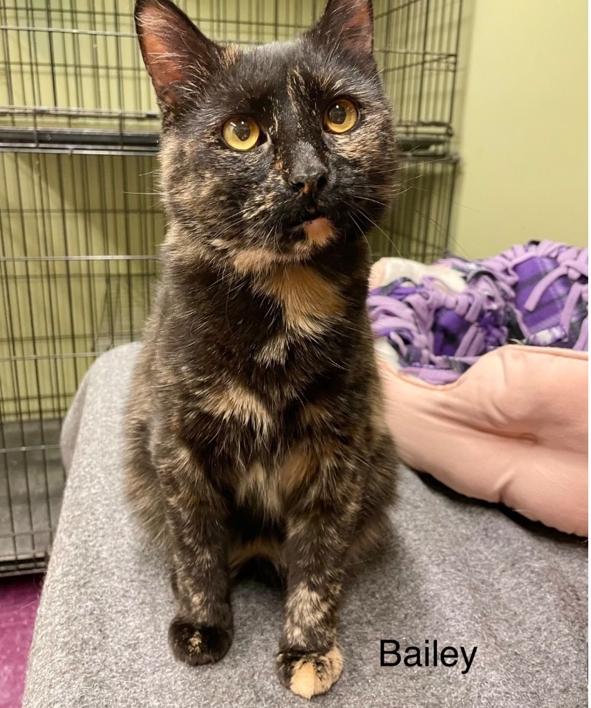 BAILEY, an adoptable Domestic Medium Hair in Muskegon, MI, 49442 | Photo Image 1